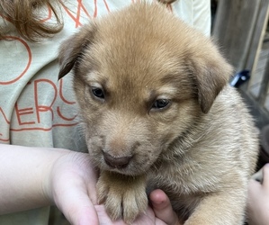 American Mastiff-North American Shepherd Mix Puppy for sale in GRAHAM, WA, USA