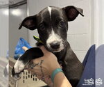 Small #2 Labrador Retriever Mix