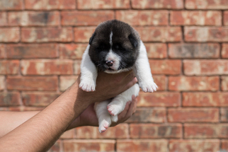 Akita Puppy for sale in DUNCANVILLE, TX, USA