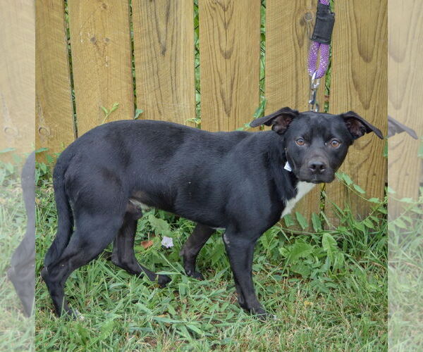 Medium Photo #2 Beagle-Chihuahua Mix Puppy For Sale in Huntley, IL, USA