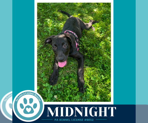 Medium Photo #1 Labrador Retriever-Unknown Mix Puppy For Sale in Kimberton, PA, USA