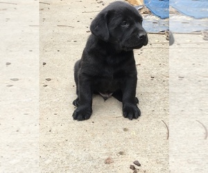 Labrador Retriever Puppy for sale in BOAZ, AL, USA