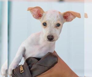 Noodle Pup - Fusilli - Female Poodle (Miniature)-Unknown Mix Dog for Adoption - Photo #5