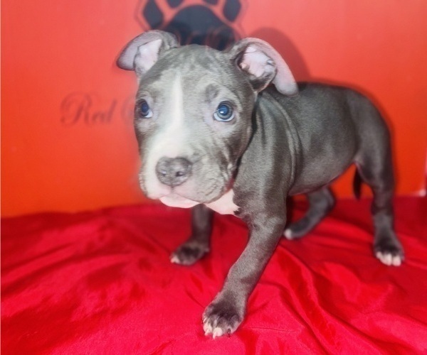 Medium Photo #3 American Pit Bull Terrier Puppy For Sale in TRENTON, NJ, USA