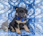 Small Photo #2 German Shepherd Dog Puppy For Sale in PARADISE, PA, USA