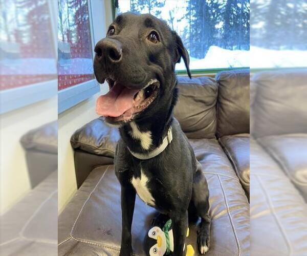 Medium Photo #1 Labrador Retriever-Unknown Mix Puppy For Sale in Anchorage, AK, USA