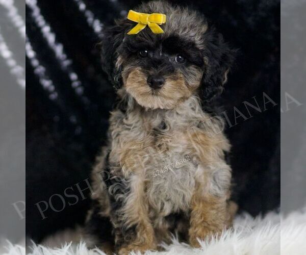 Medium Photo #66 Poodle (Toy) Puppy For Sale in WARSAW, IN, USA