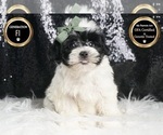 Small #5 Morkie
