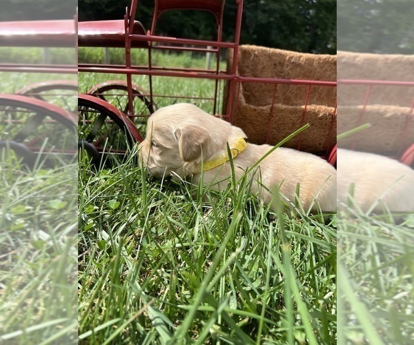 Medium Photo #5 Golden Retriever Puppy For Sale in NEOLA, WV, USA
