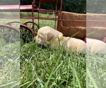Small #4 Golden Retriever