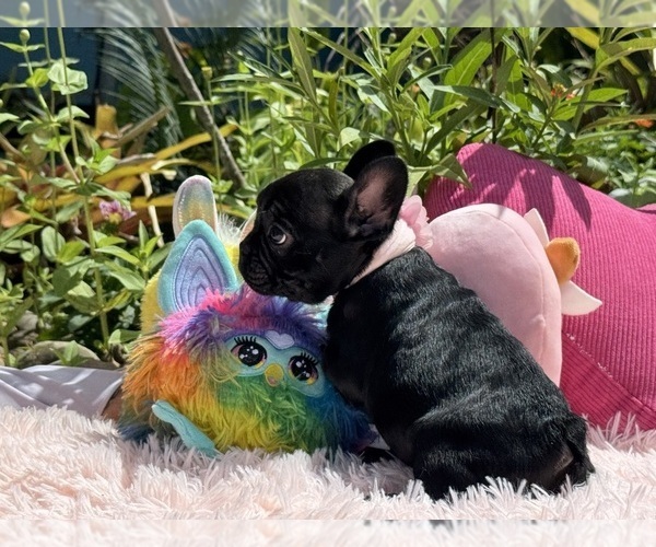 Medium Photo #23 French Bulldog Puppy For Sale in LEHIGH ACRES, FL, USA