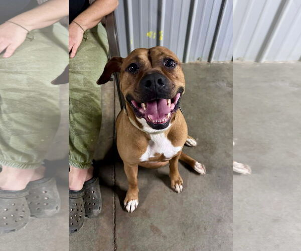 Medium Photo #2 Boxer-Unknown Mix Puppy For Sale in Germantown, OH, USA