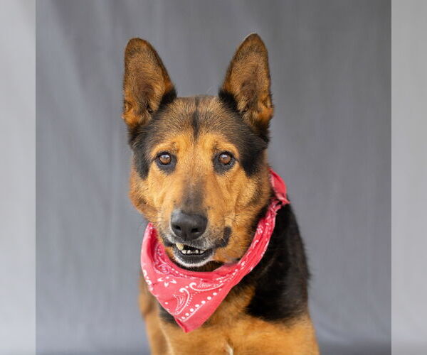 Medium Photo #1 German Shepherd Dog Puppy For Sale in Pasadena, CA, USA