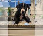 Small Mutt