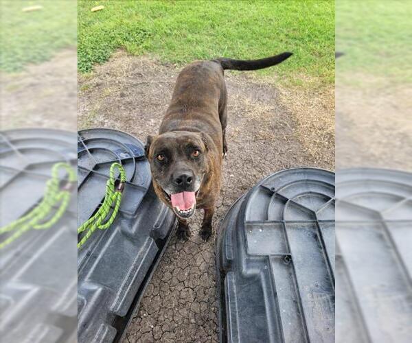 Medium Photo #1 American Pit Bull Terrier-Labrador Retriever Mix Puppy For Sale in Corpus Christi, TX, USA