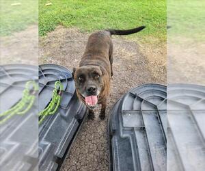 American Pit Bull Terrier-Labrador Retriever Mix Dogs for adoption in Corpus Christi, TX, USA