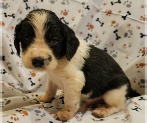 English Springer Spaniel Puppy for sale in HENDERSON, NC, USA