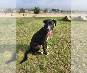 Jetty - Male Borador Dog for Adoption - Photo #2