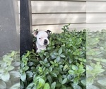 Small #1 Boston Terrier