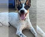 Luna - Female Mutt Dog for Adoption - Small photo
