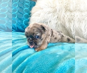 English Bulldog Puppy for sale in SAN FRANCISCO, CA, USA