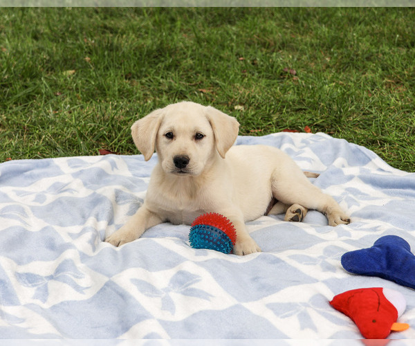 Medium Photo #2 Labrador Retriever Puppy For Sale in SYRACUSE, IN, USA