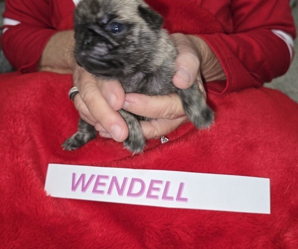 Medium Photo #1 Pug Puppy For Sale in WAUKEE, IA, USA