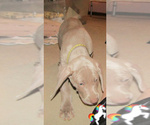 Small Photo #42 Weimaraner Puppy For Sale in LAS ANIMAS, CO, USA