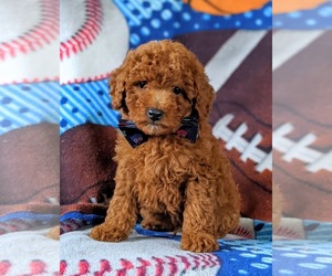 Poodle (Miniature) Puppy for sale in NEW PROVIDENCE, PA, USA