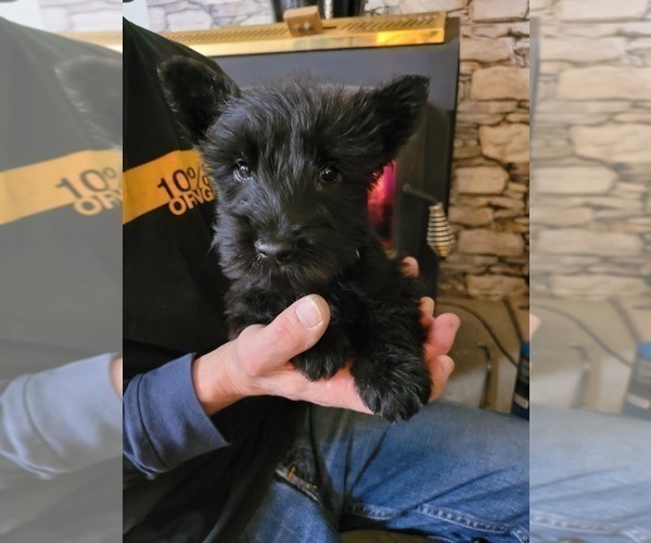 Medium Photo #1 Scottish Terrier Puppy For Sale in NEOSHO, MO, USA