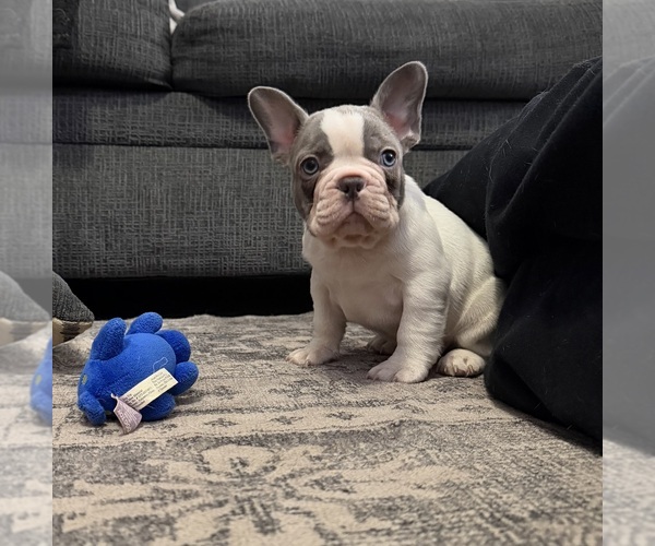 Medium Photo #10 French Bulldog Puppy For Sale in FOUNTAIN CITY, IN, USA