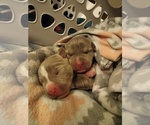 Small Photo #19 American Bully Puppy For Sale in EDON, OH, USA