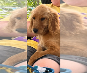 Medium Goldendoodle