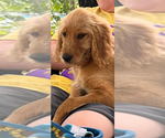 Puppy 3 Goldendoodle