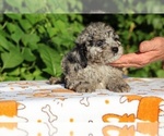 Small #14 Poodle (Toy)