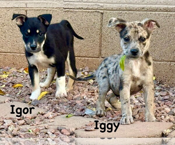 Medium Photo #6 Australian Shepherd-Catahoula Leopard Dog Mix Puppy For Sale in Cave Creek, AZ, USA