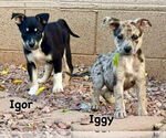 Small #5 Australian Shepherd-Catahoula Leopard Dog Mix