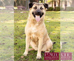 Annie - Female Akita-American Staffordshire Terrier Mix Dog for Adoption - Photo #4
