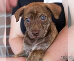 Small #1 Mutt