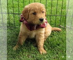 Small #2 Golden Retriever
