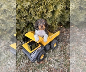 Dachshund Puppy for sale in MIDDLEBURY, IN, USA