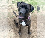 Small #1 Mutt