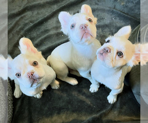 French Bulldog Puppy for Sale in RIALTO, California USA