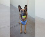 Small #1 German Shepherd Dog Mix