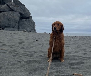 Mother of the Golden Retriever puppies born on 02/25/2026