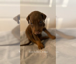 Small Photo #1 Doberman Pinscher Puppy For Sale in RICHMOND, CA, USA