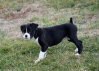 Small Photo #34 Boxer Puppy For Sale in CHILHOWEE, MO, USA