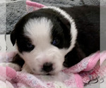 Small Photo #3 Australian Shepherd Puppy For Sale in MATTHEWS, NC, USA