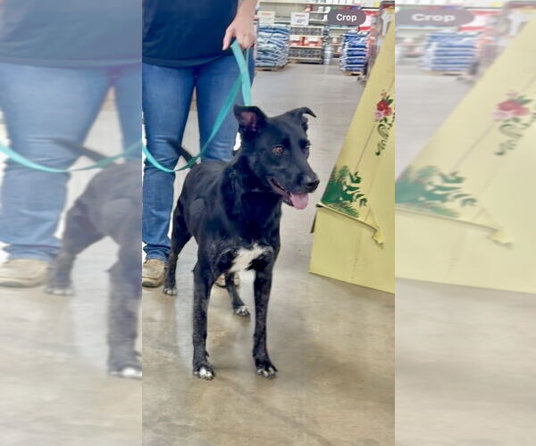 Medium Photo #2 Mutt Puppy For Sale in Boston, MA, USA