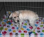 Small #1 Schnoodle (Miniature)